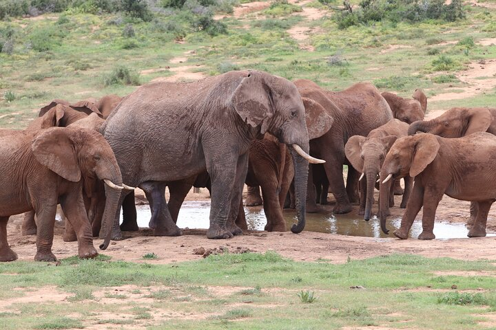 Addo Elephant National Park Half-Day Safari - Photo 1 of 10